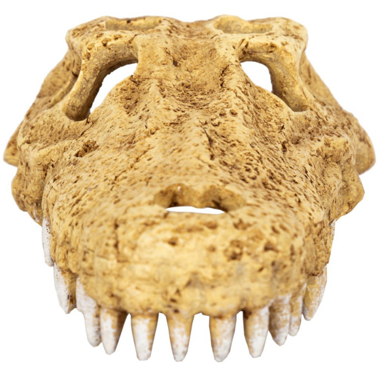 Repti-Zoo Crocodile Skull M - crocodile skull