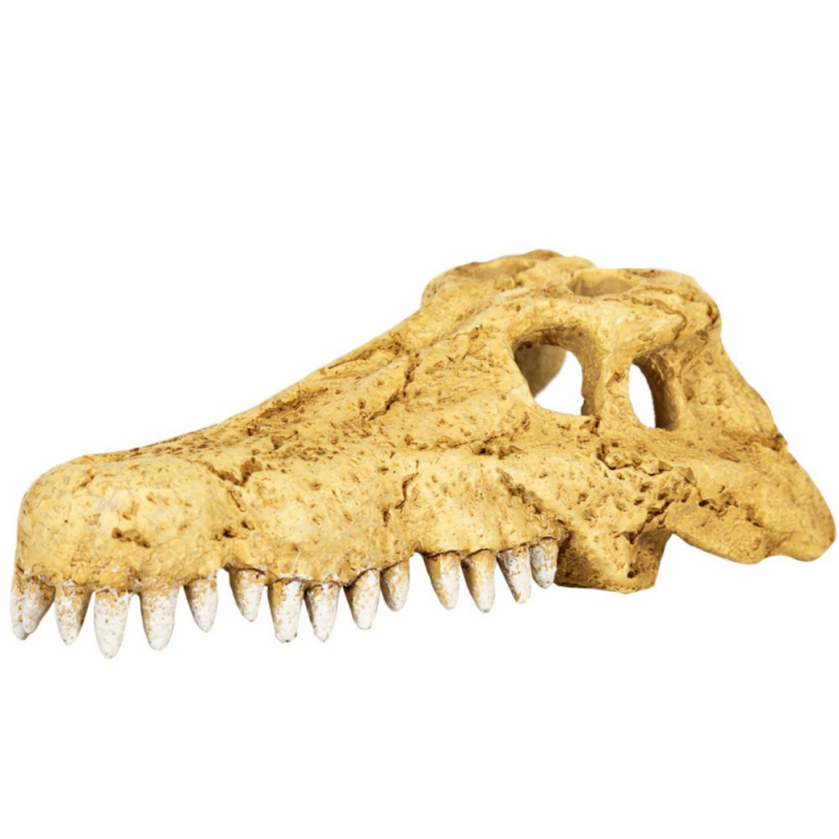 Repti-Zoo Crocodile Skull S - crocodile skull