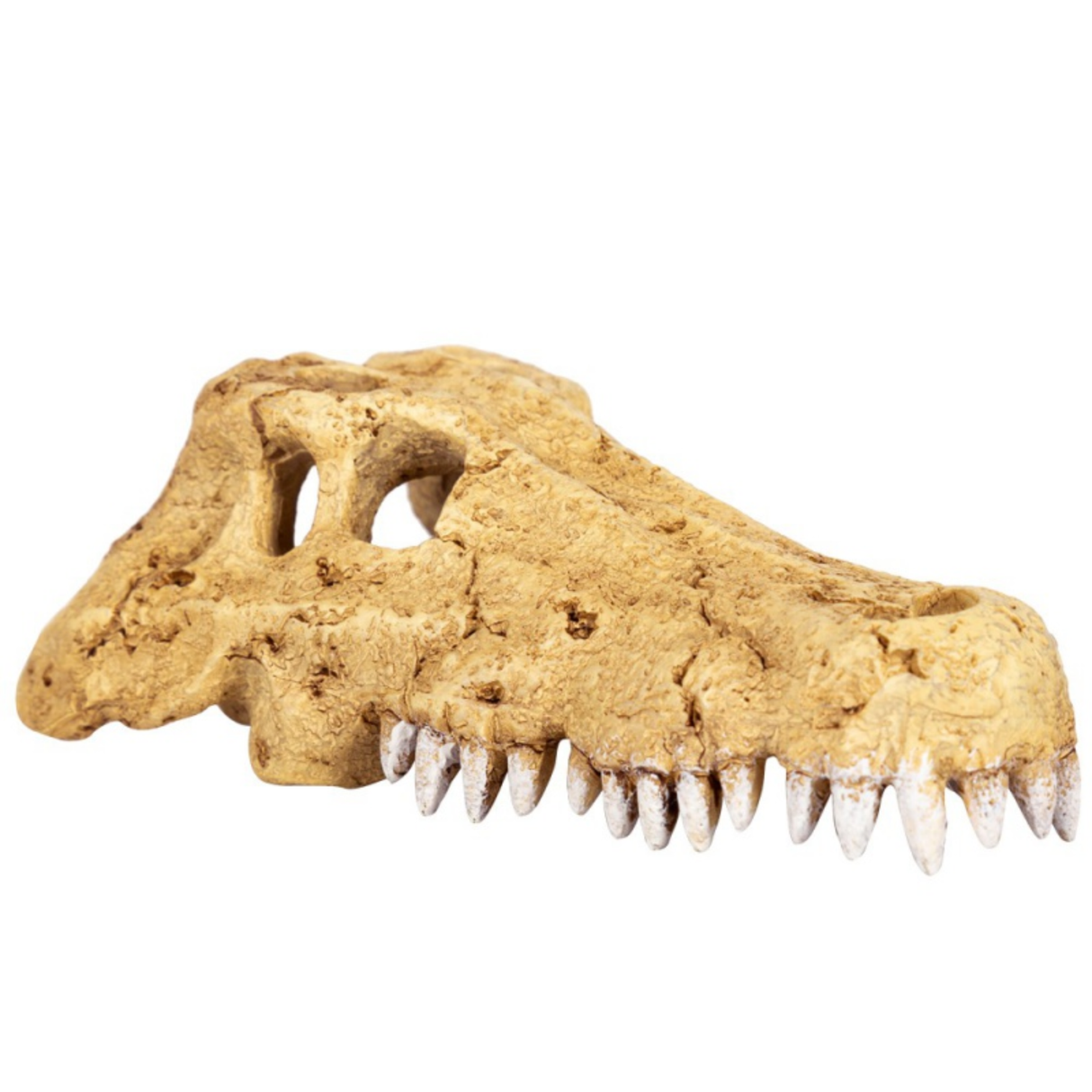 Repti-Zoo Crocodile Skull S - crocodile skull