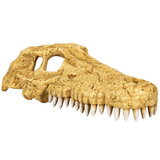Repti-Zoo Crocodile Skull M - crocodile skull