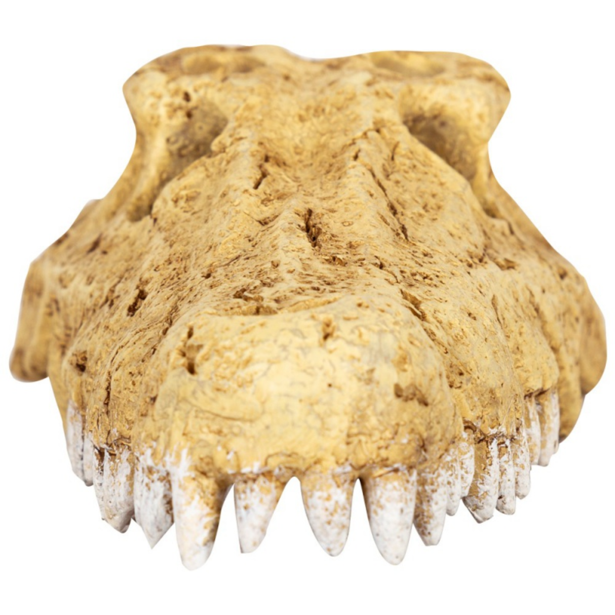 Repti-Zoo Crocodile Skull S - crocodile skull